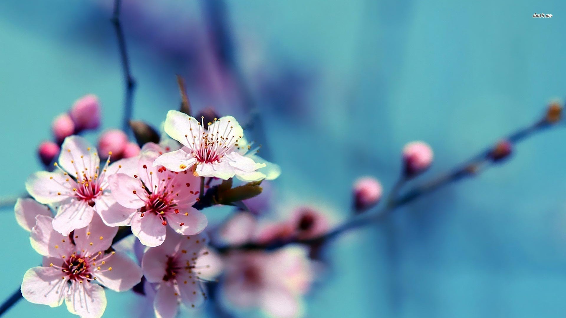 Desktop Cherry Blossoms HD Wallpaper