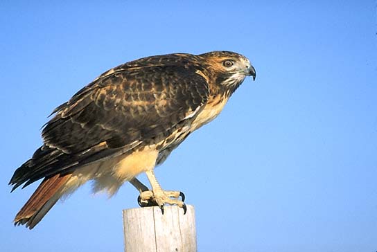 The Owl S Perch Why Red Tailed Hawks Are Awesome