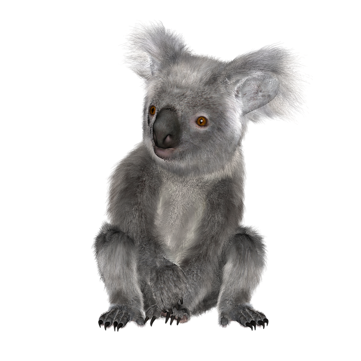 Koala Png Transparent Image Background
