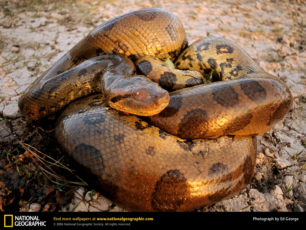Anaconda Picture Desktop Wallpaper