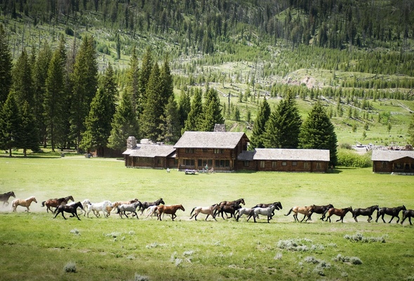 Wallpaper Horse Herd Field Forest Meadow Ranch Desktop