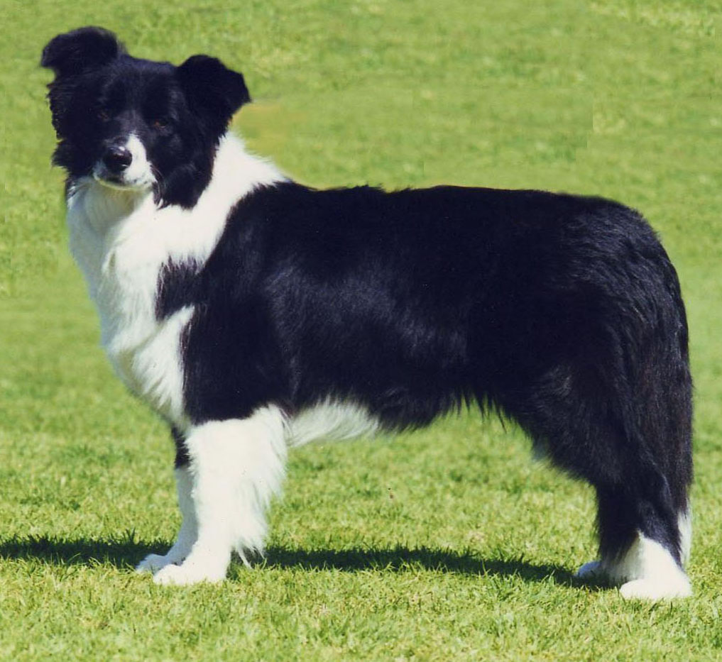 Dog Breeds Top According To Iq Test Border Collie