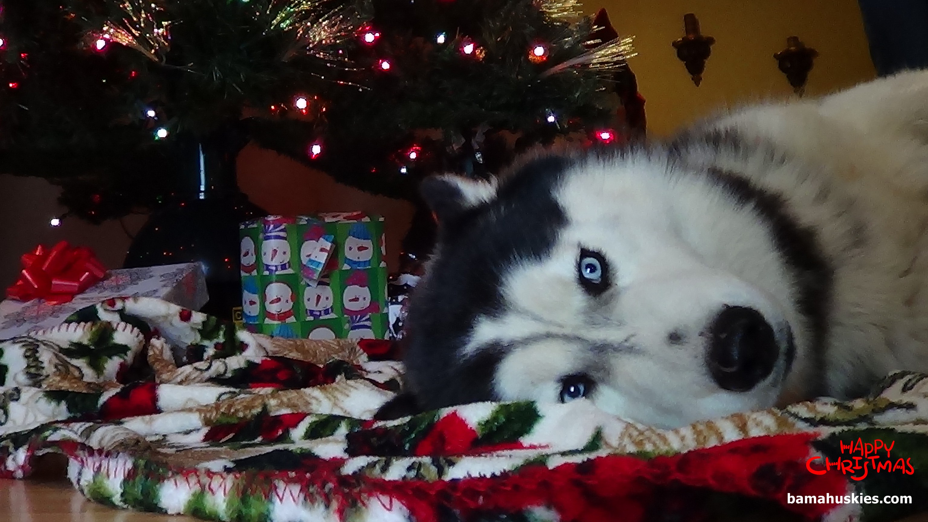 Christmas Siberian Husky Pictures Puppies For Sale