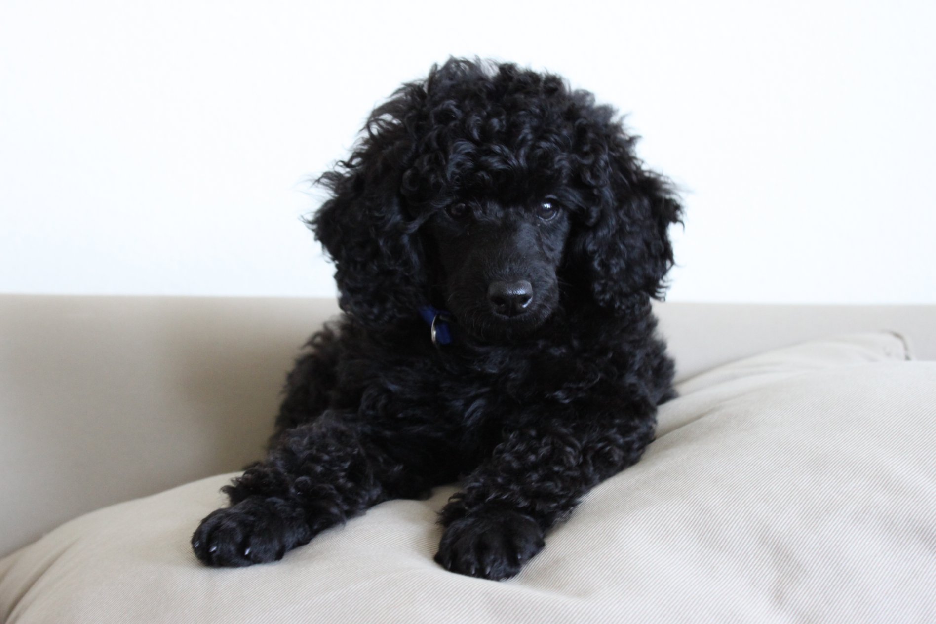 Poodle Wallpaper High Quality
