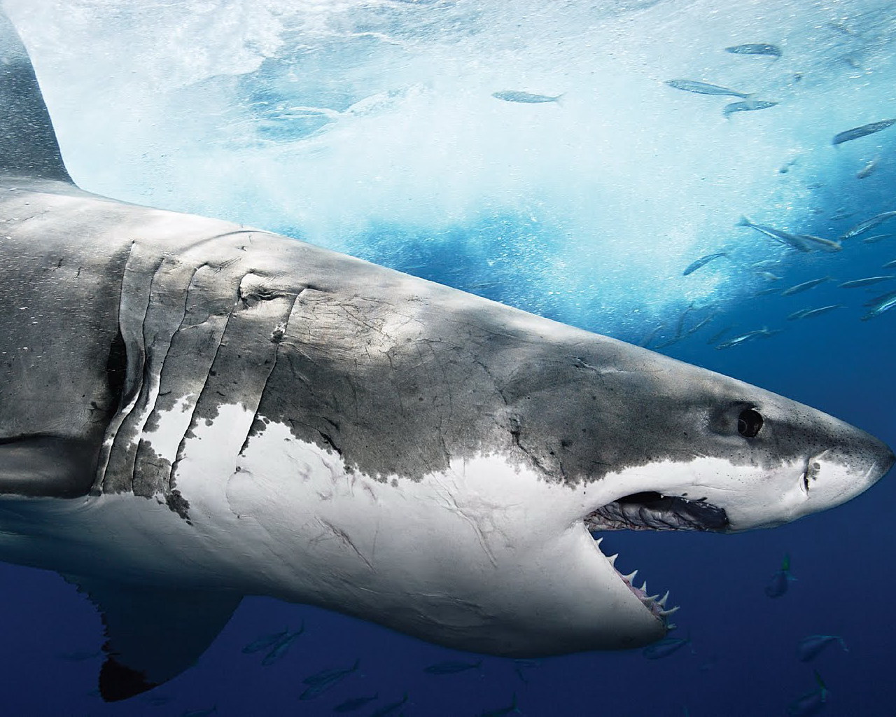 Megalodon Shark Wallpaper HD Sharks