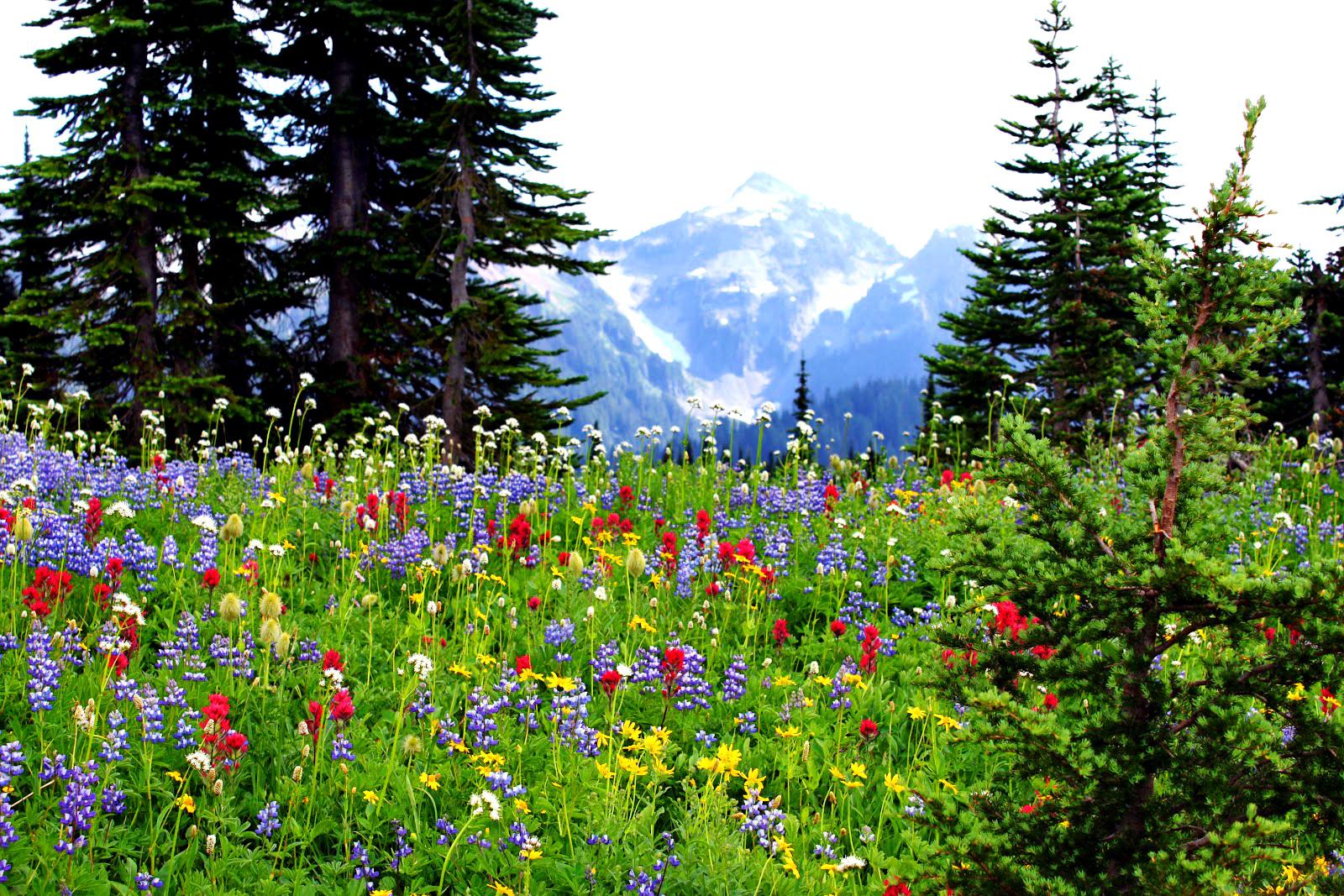 Mountain Wildflowers Wallpaper HD