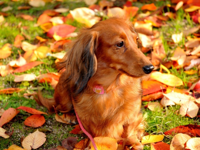 Dachshund For A Walk Wallpaper And Image