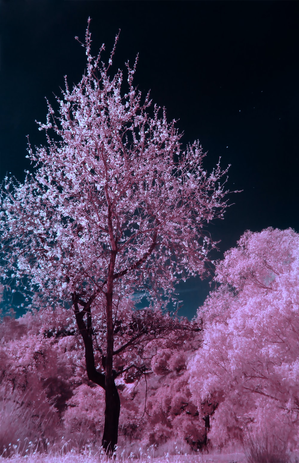 Japanese Cherry Blossom Pictures [HD] | Download Free Images on Unsplash