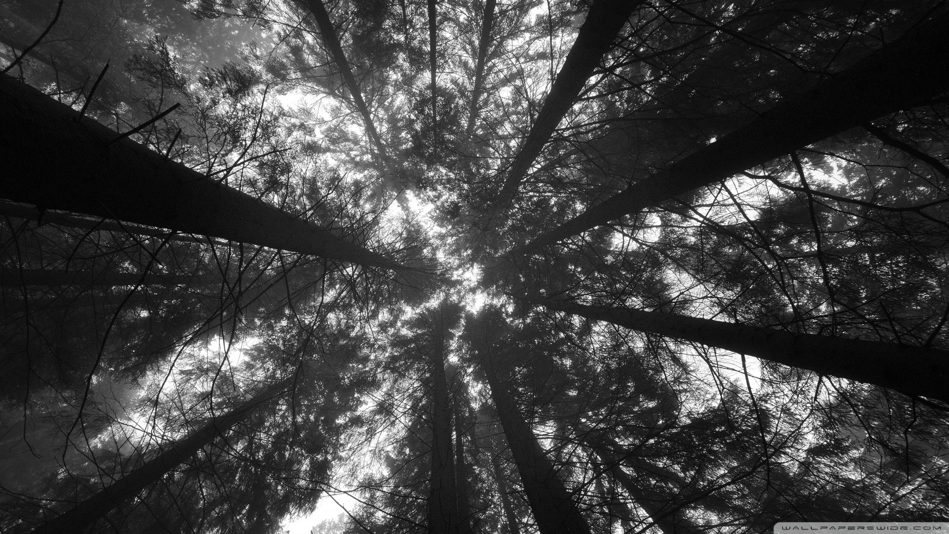 Low-angle black and white photo of tall trees in a forest, creating a dark and mysterious aesthetic