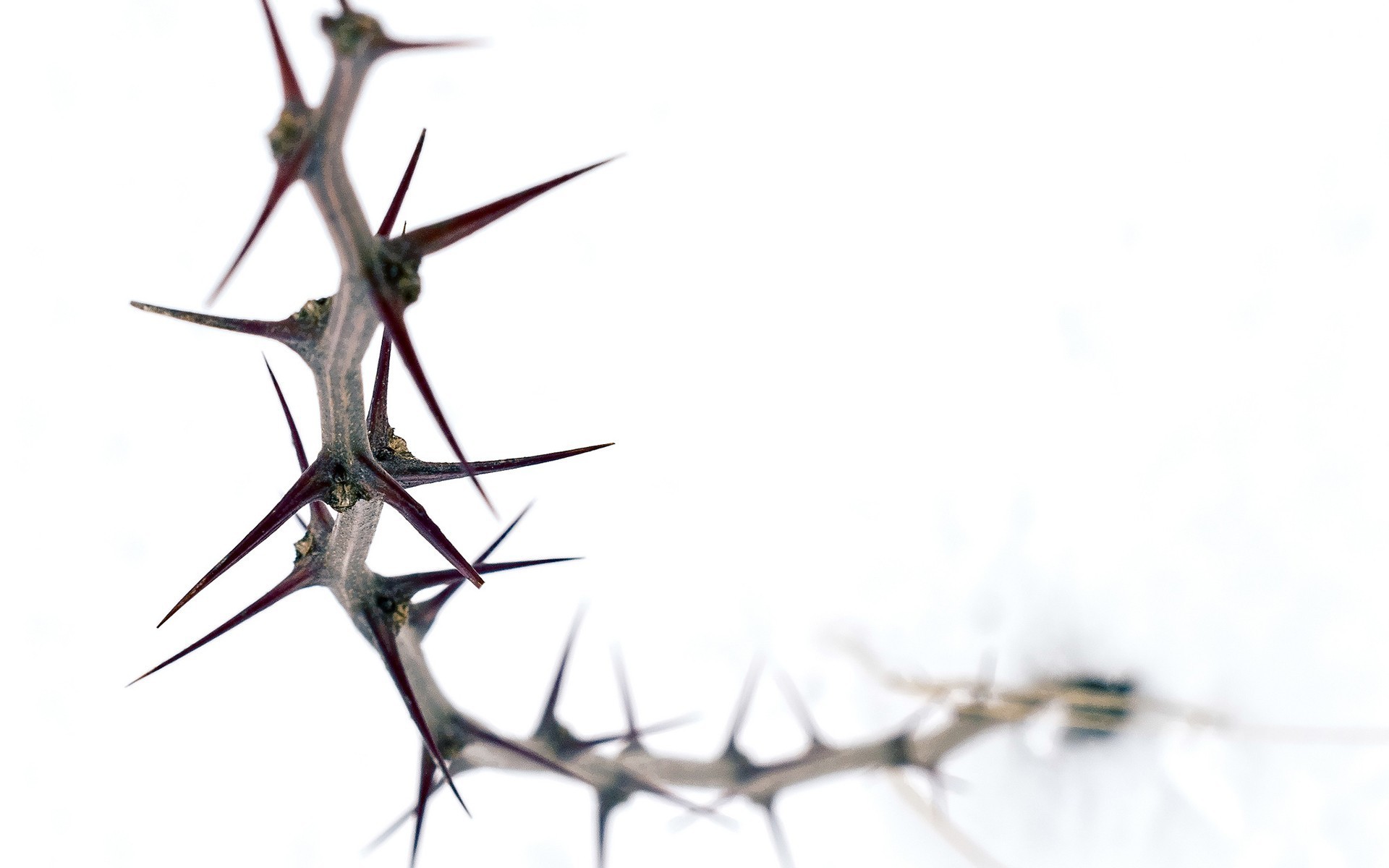 Thorn On A White Background Wallpaper And Image