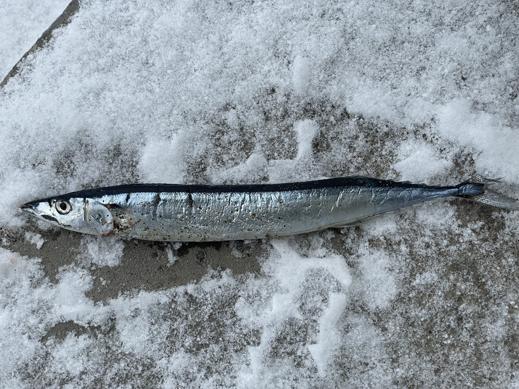 Pacific Saury From Wallpaper