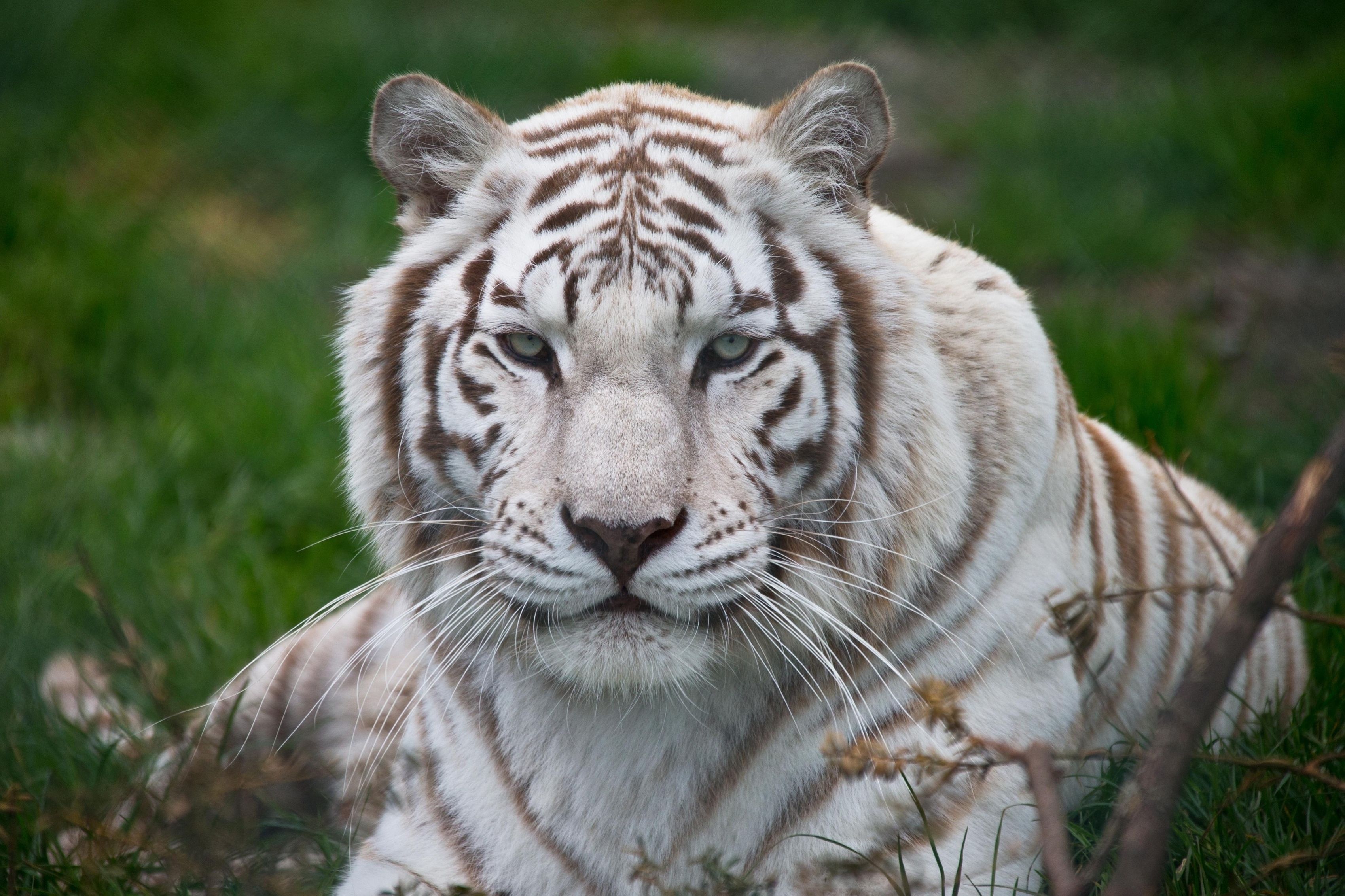White Tiger Wallpaper Image Photos Pictures Background