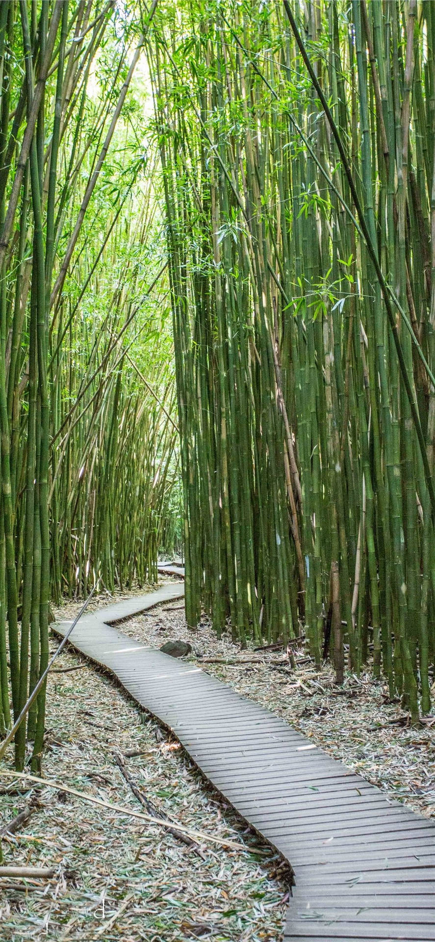 Bamboo iPhone Wallpaper