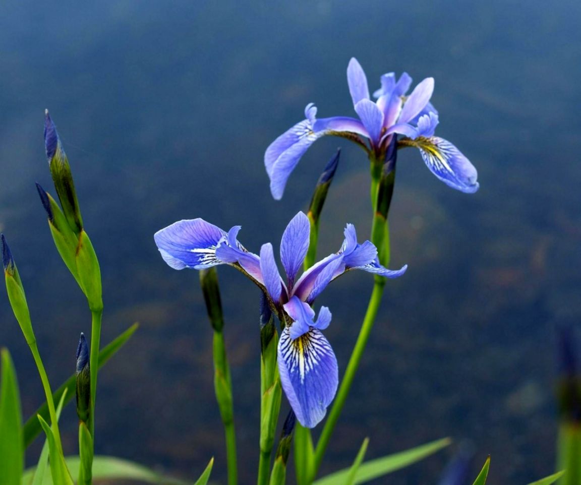 Nature Iris Flower Wallpaper Desktop Ninja