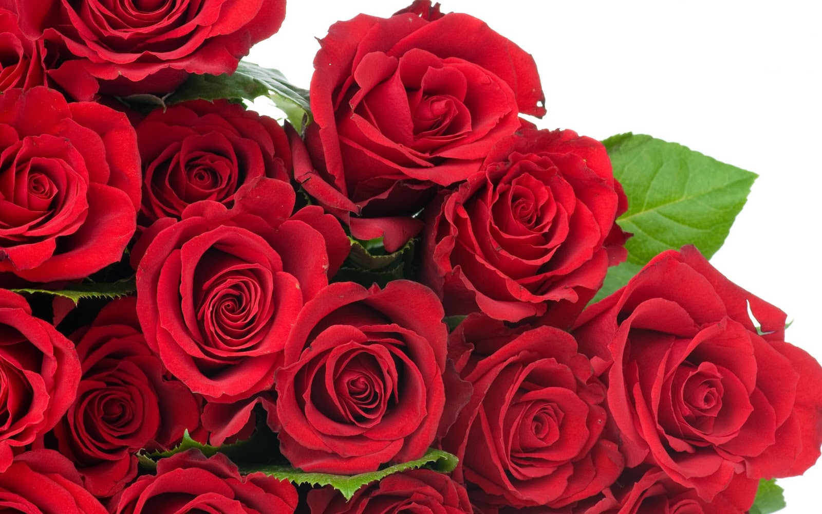 Red Rose HD Flowers Wallpaper