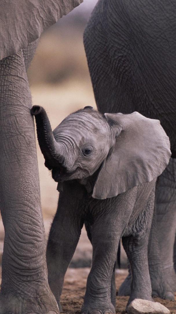 Cute Baby Elephant Galaxy S4 Wallpaper