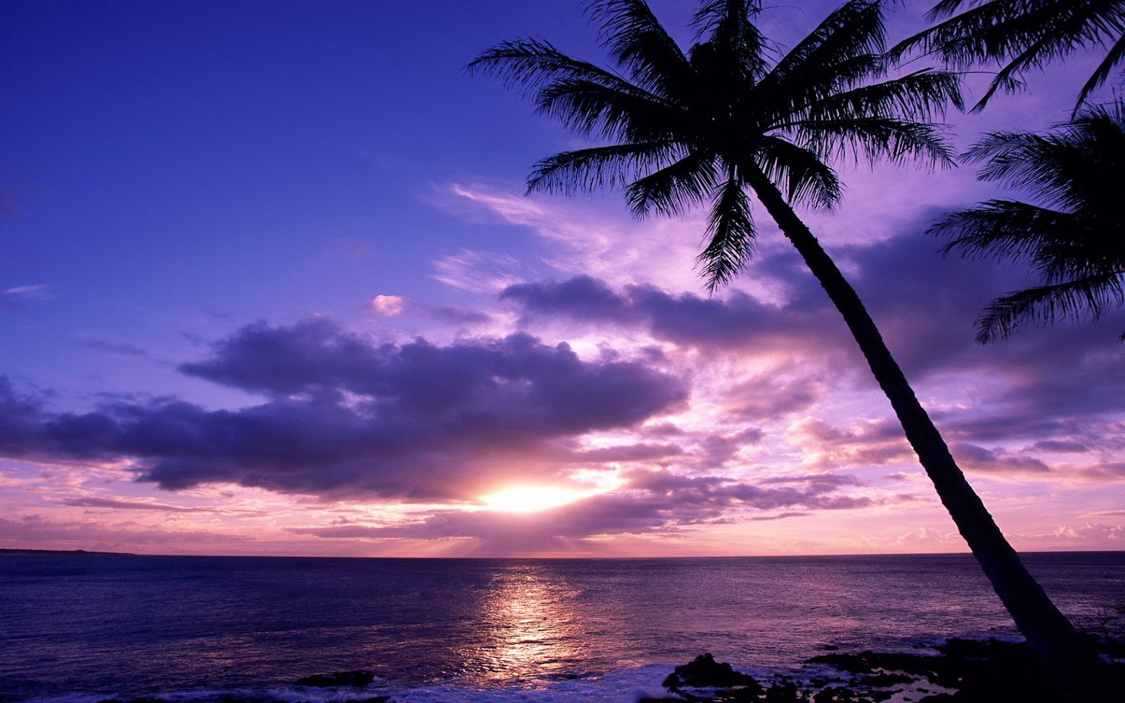 Silhouette of palm trees against a vibrant purple sunset over the ocean
