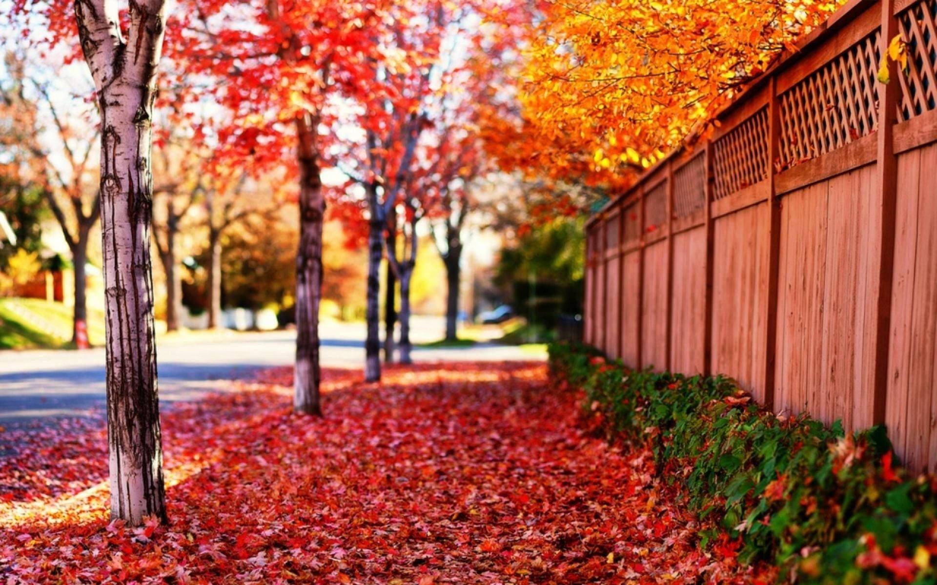 Full Screen HD Wallpaper