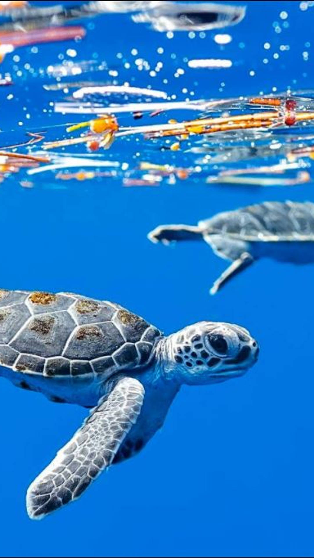 Sea Turtle iPhone Wallpaper