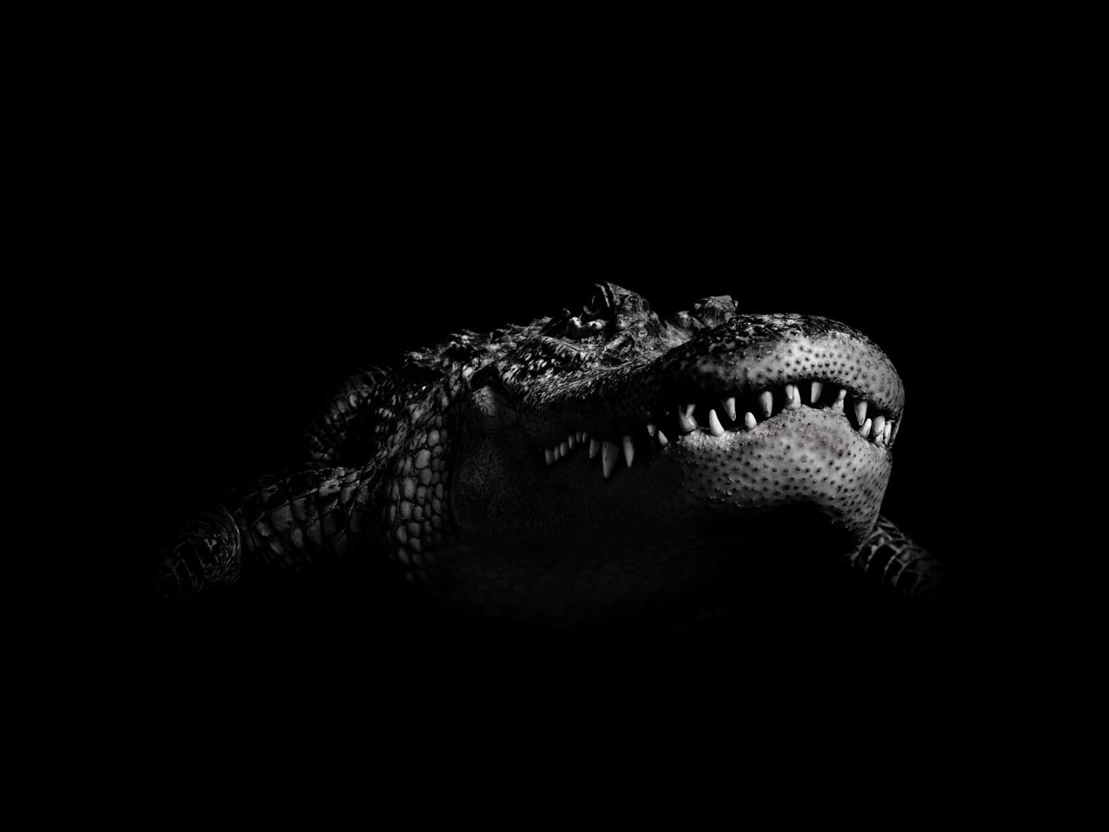 Crocodile Wallpaper HD