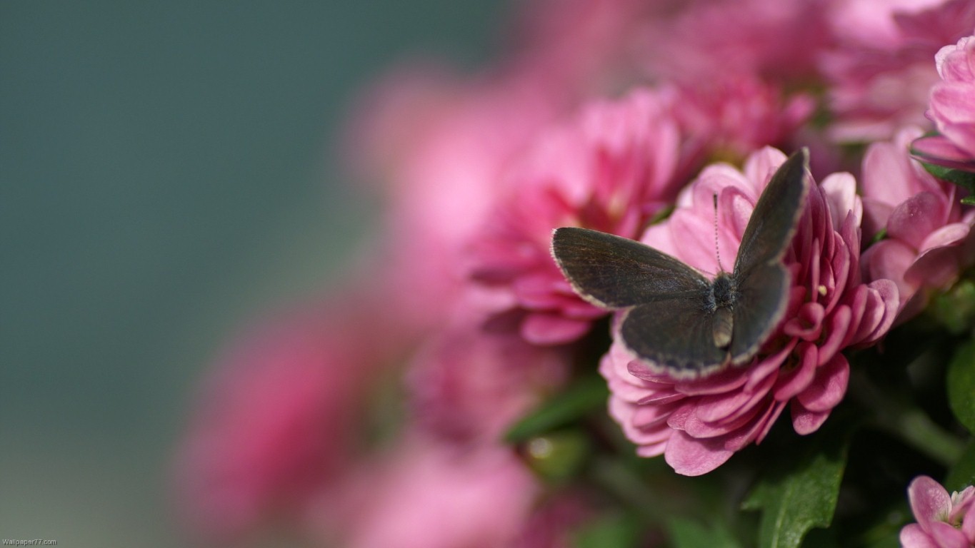 Beautiful Pink Butterfly Wallpaper Flower