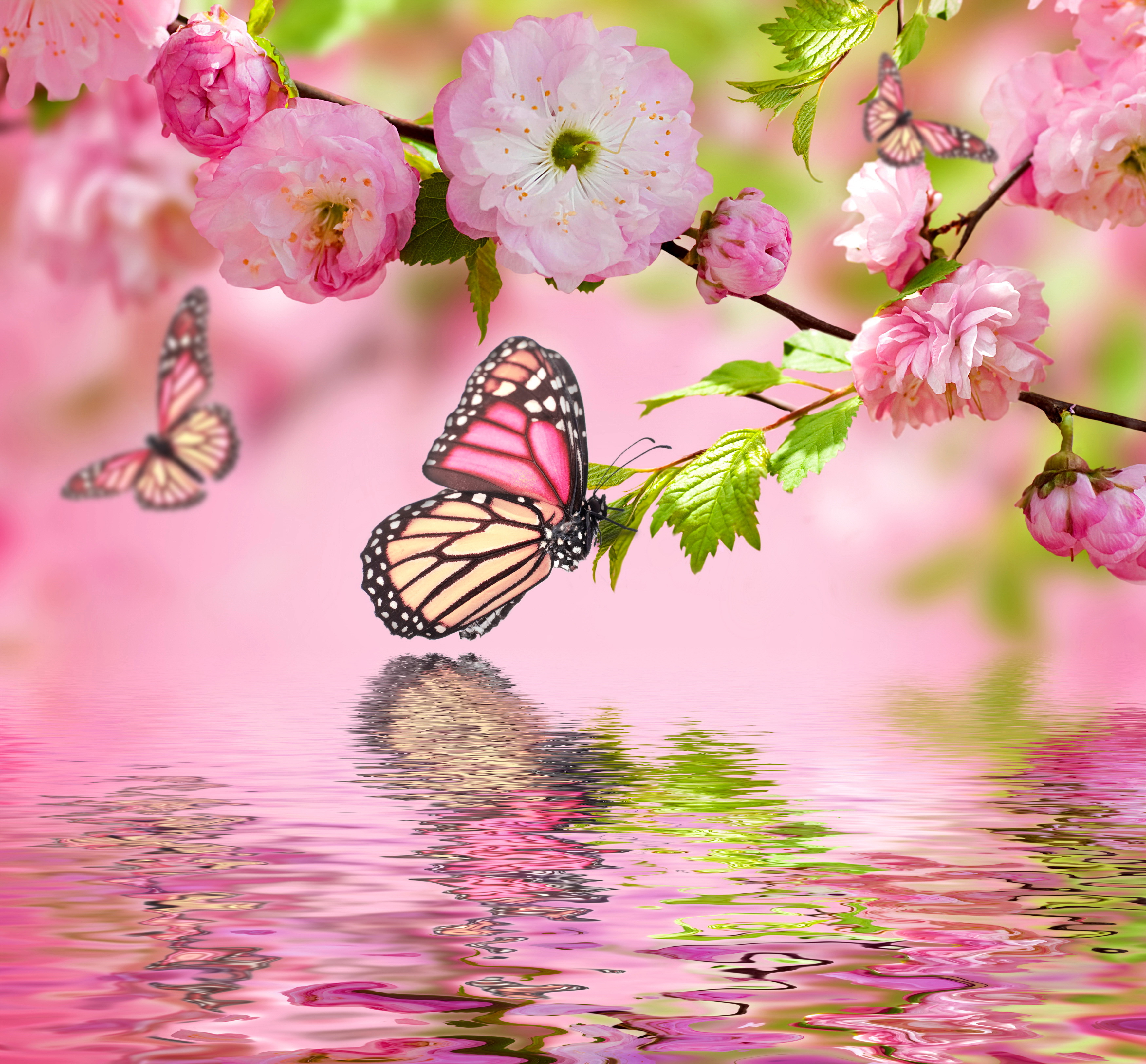 Wallpaper Spring Blossom Pink Flowers Butterflies Refection