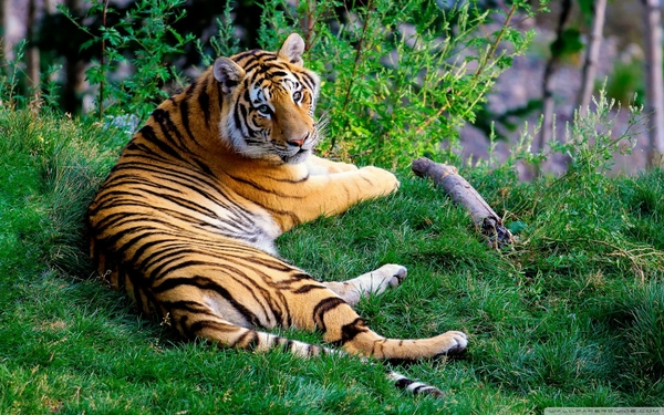 Tigers Grass Wallpaper Tiger Desktop