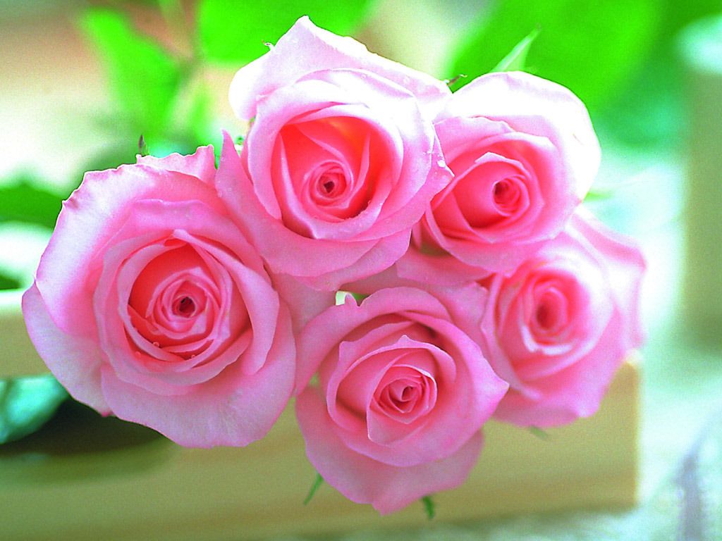 Lovely Rose Wallpaper HD Beautiful Pink