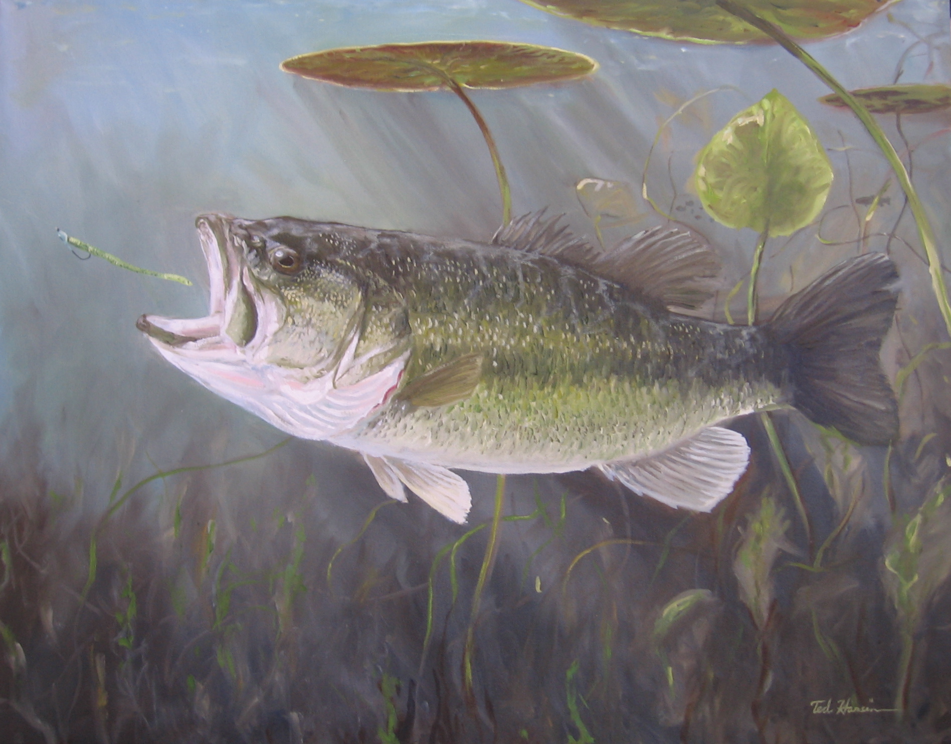 Largemouth Bass HD Wallpaper For Desktop Image Pictures Becuo