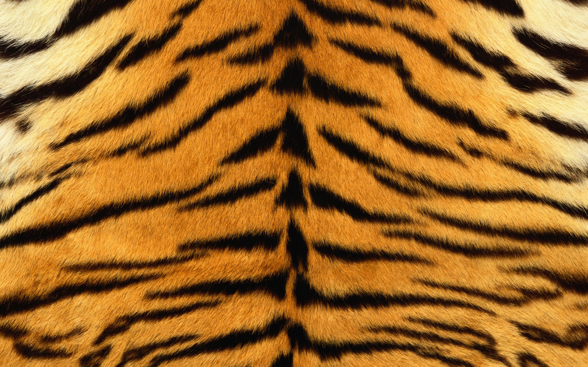 Furry Tiger Print Wallpaper HD