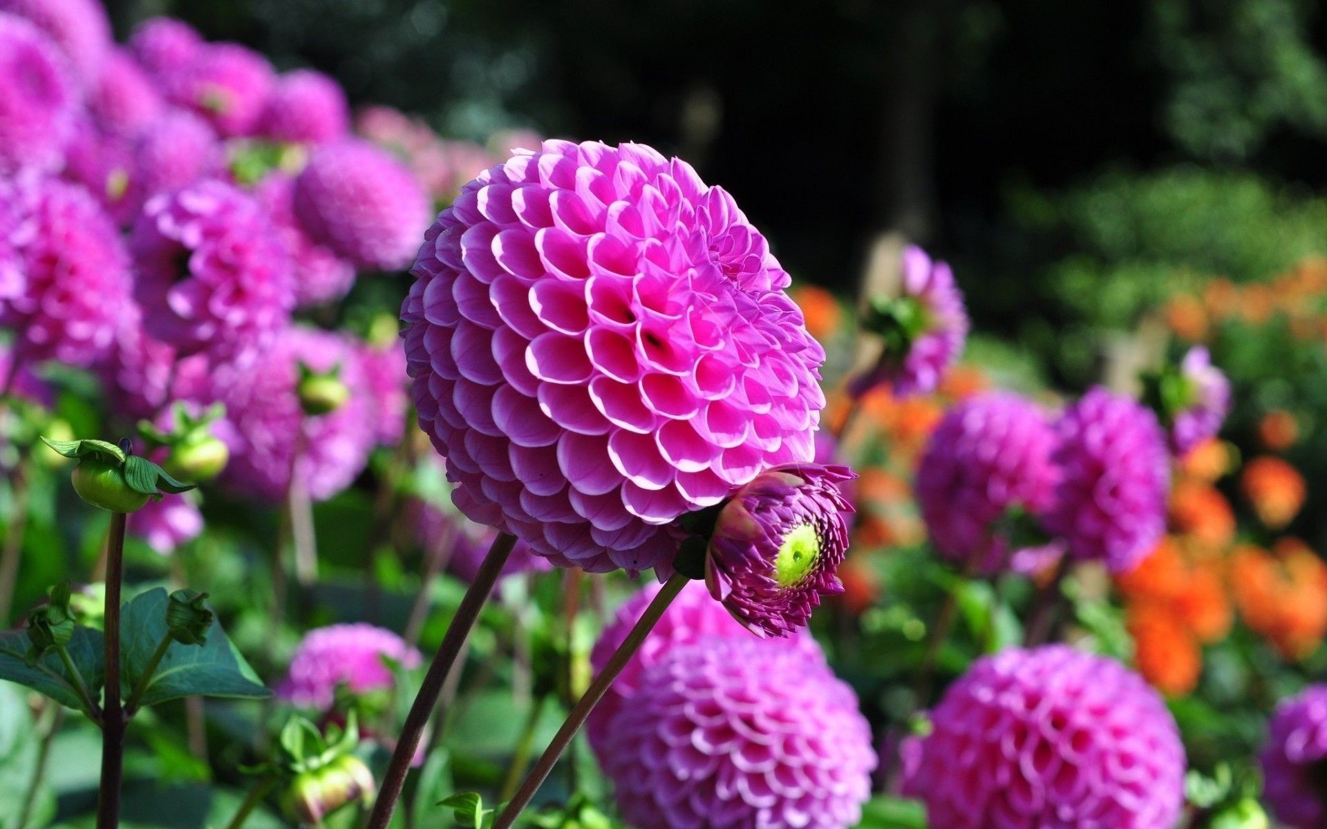 Dahlia Wallpaper