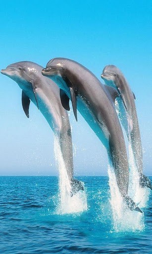 Dolphin Jumping Live Wallpaper For Android By Gameeagle Studio