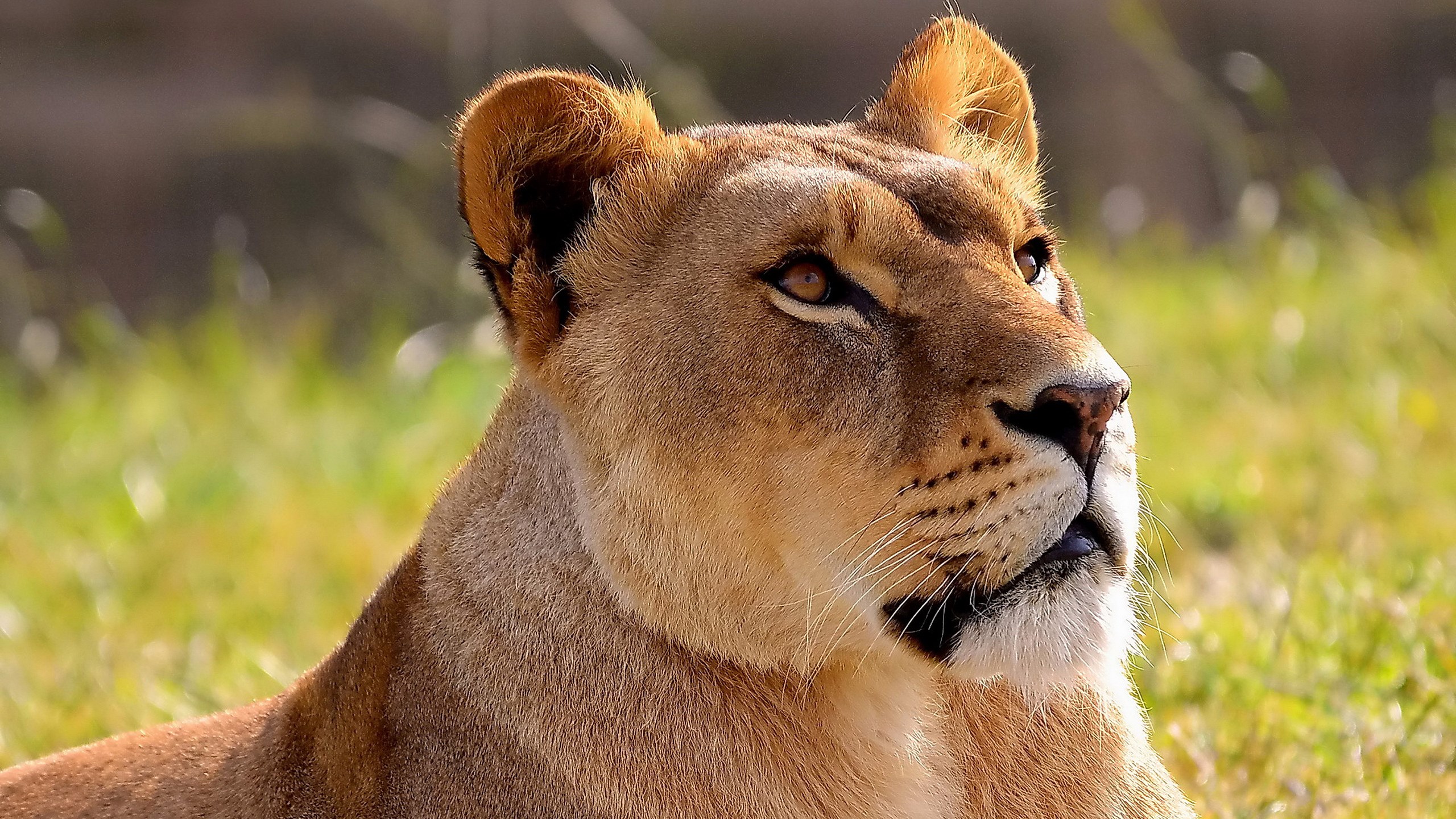 Lioness Lion Image Wallpaper