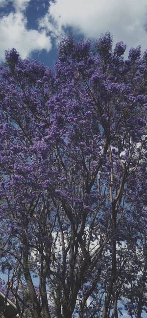 Purple Tree HD Wallpaper