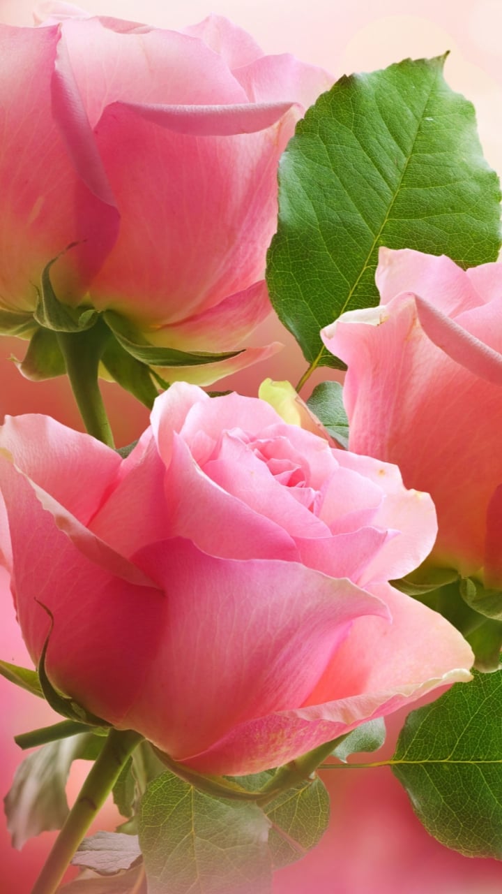 Light Pink RosesSamsung Wallpaper Download Samsung Wallpapers 720x1280