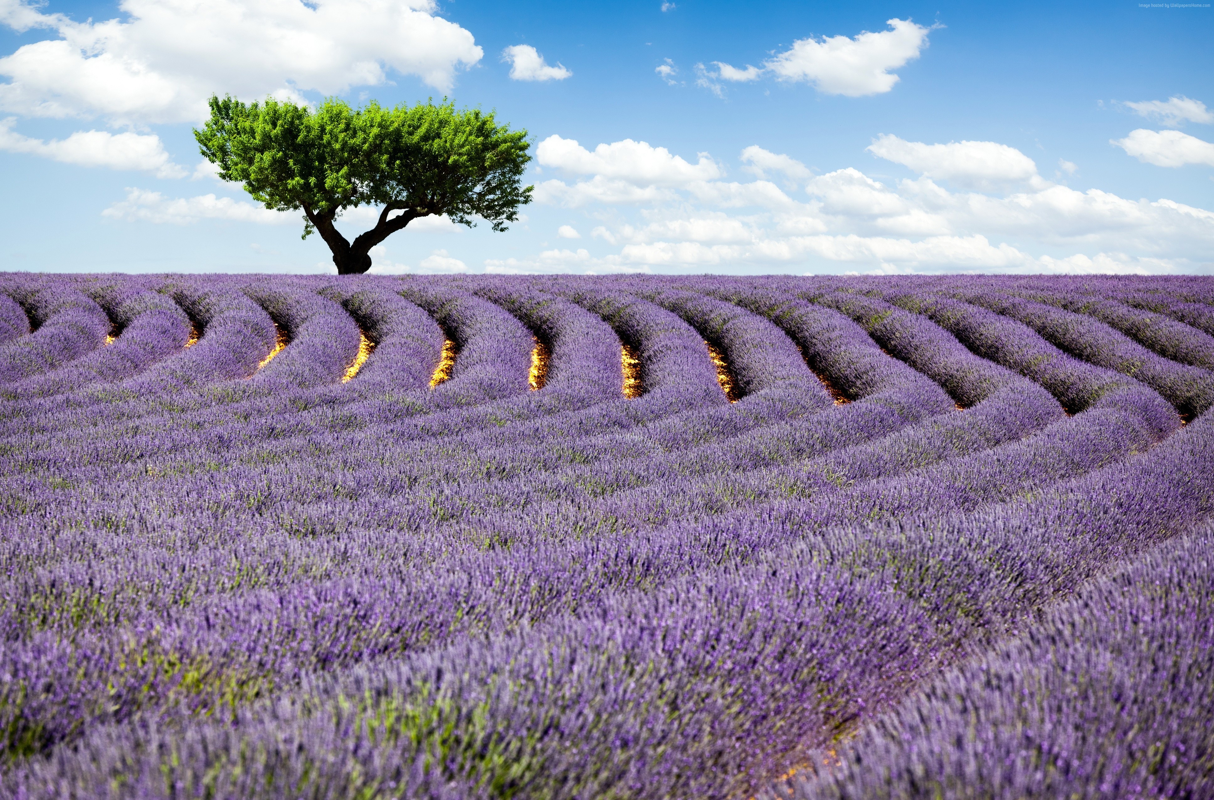 Lavender Field Provence France Meadows Background HD
