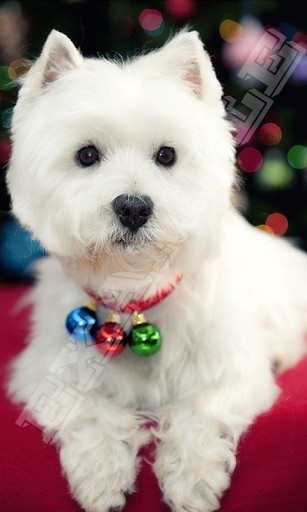 Westie Dog Wallpaper App For Android
