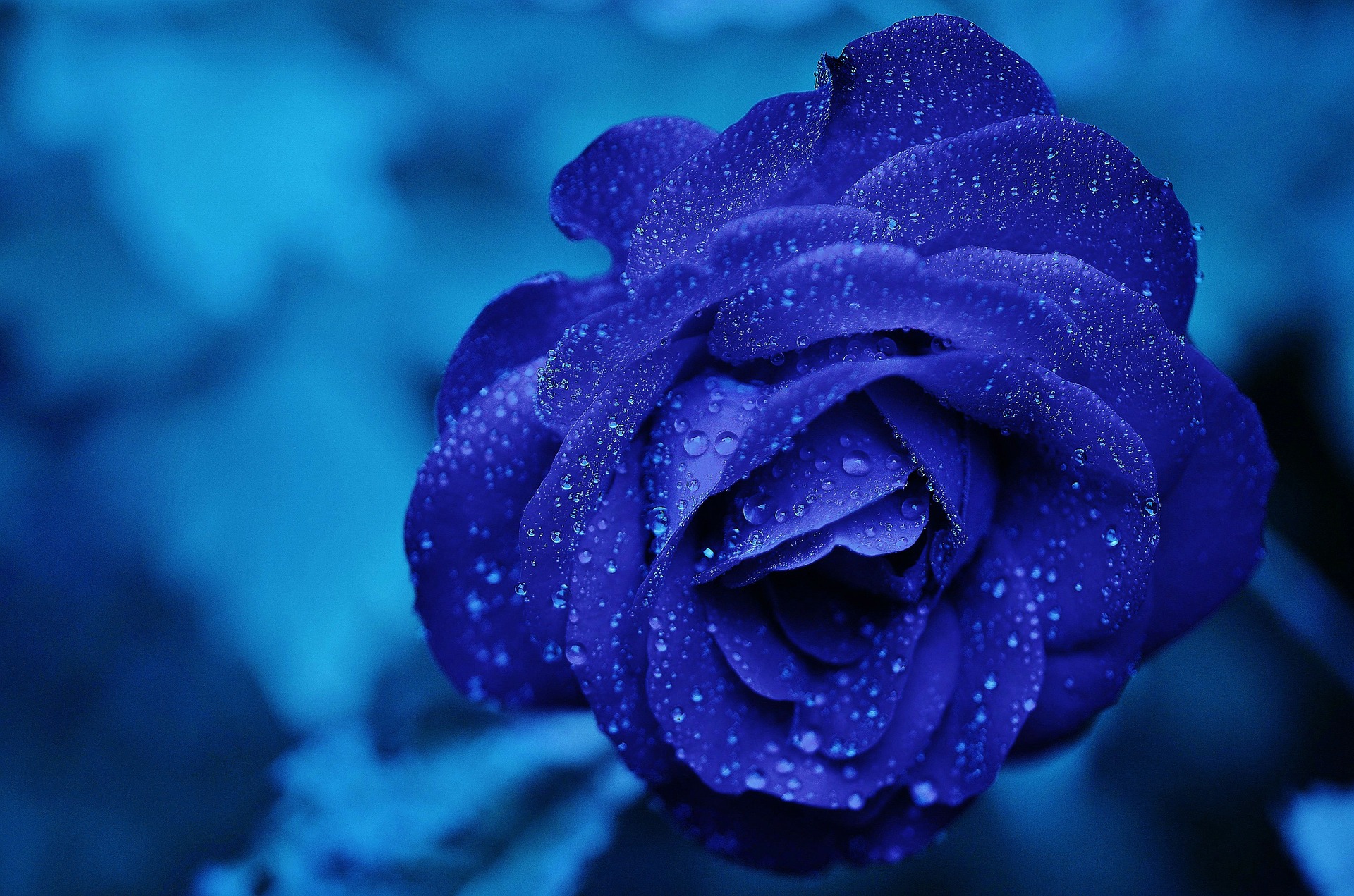 Blue Rose Desktop Wallpaper Amazing