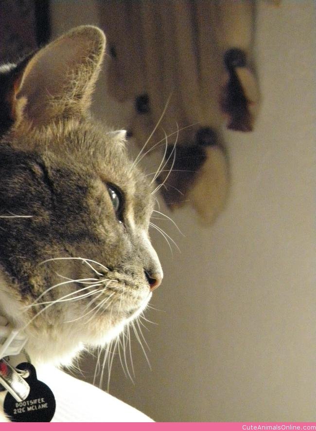 Free download what does it mean to be catjpeg [650x885] for your