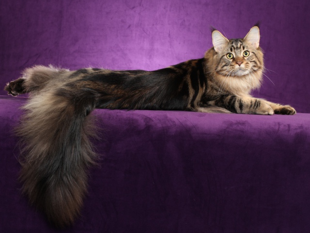 Maine Coon cat posing on a purple background wallpapers and images