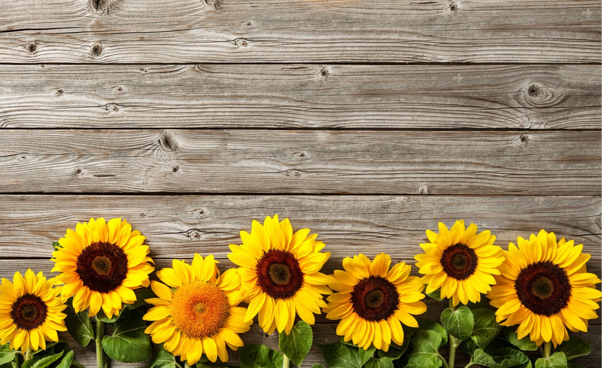 Grow Sunflowers Sunflower Wallpaper Cover Photos