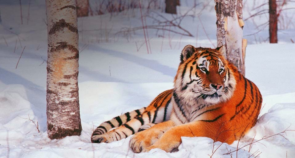 Фото амурский тигр из красной книги фото