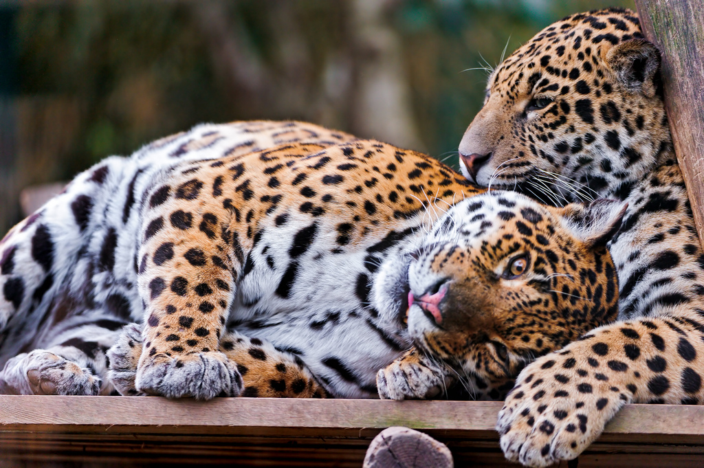 Young Jaguar Playing With His Mother Ii Second Cute