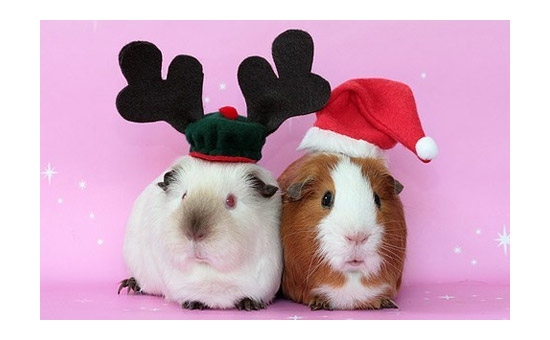 Cute Guineas Christmas photo Guinea pig pictures