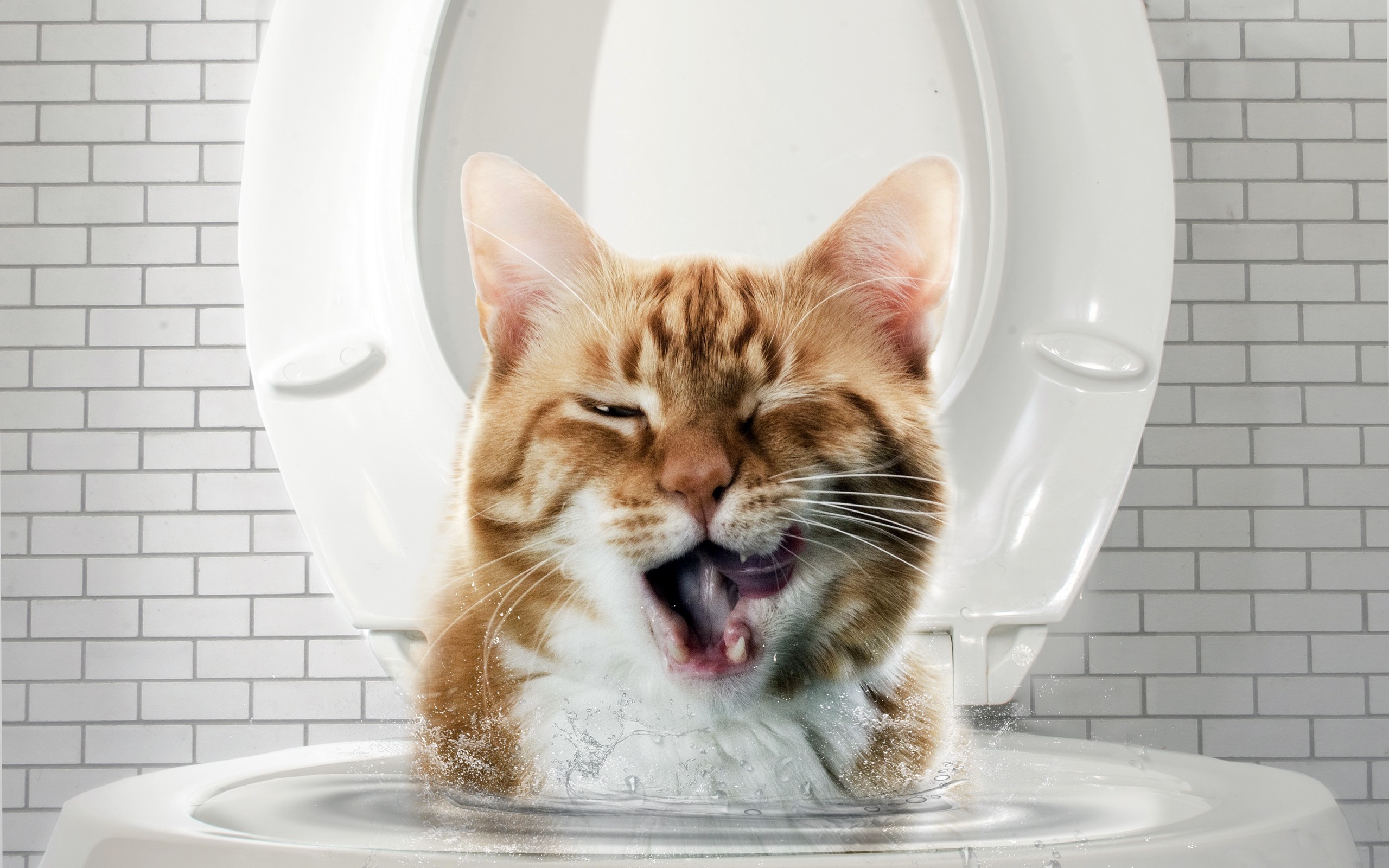 Wallpaper Funny Cat Water Toilet HD Picture Image