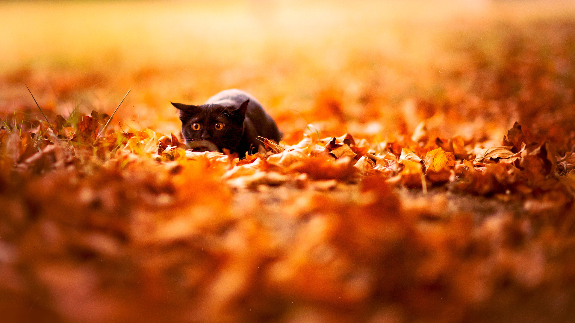Autumn Leaves Desktop Wallpaper HD Background