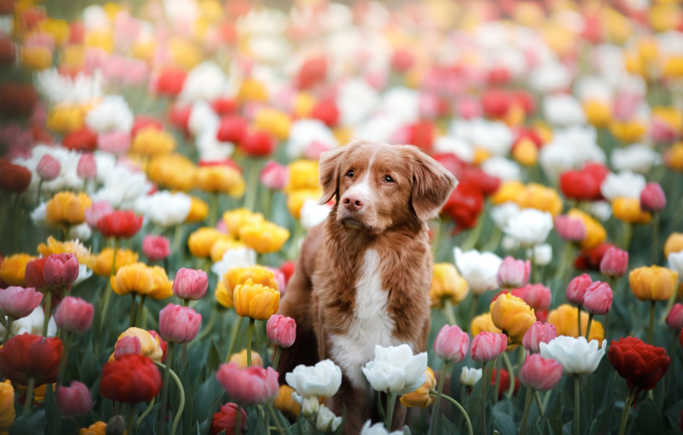 Wallpaper spring dog tulips images for desktop section