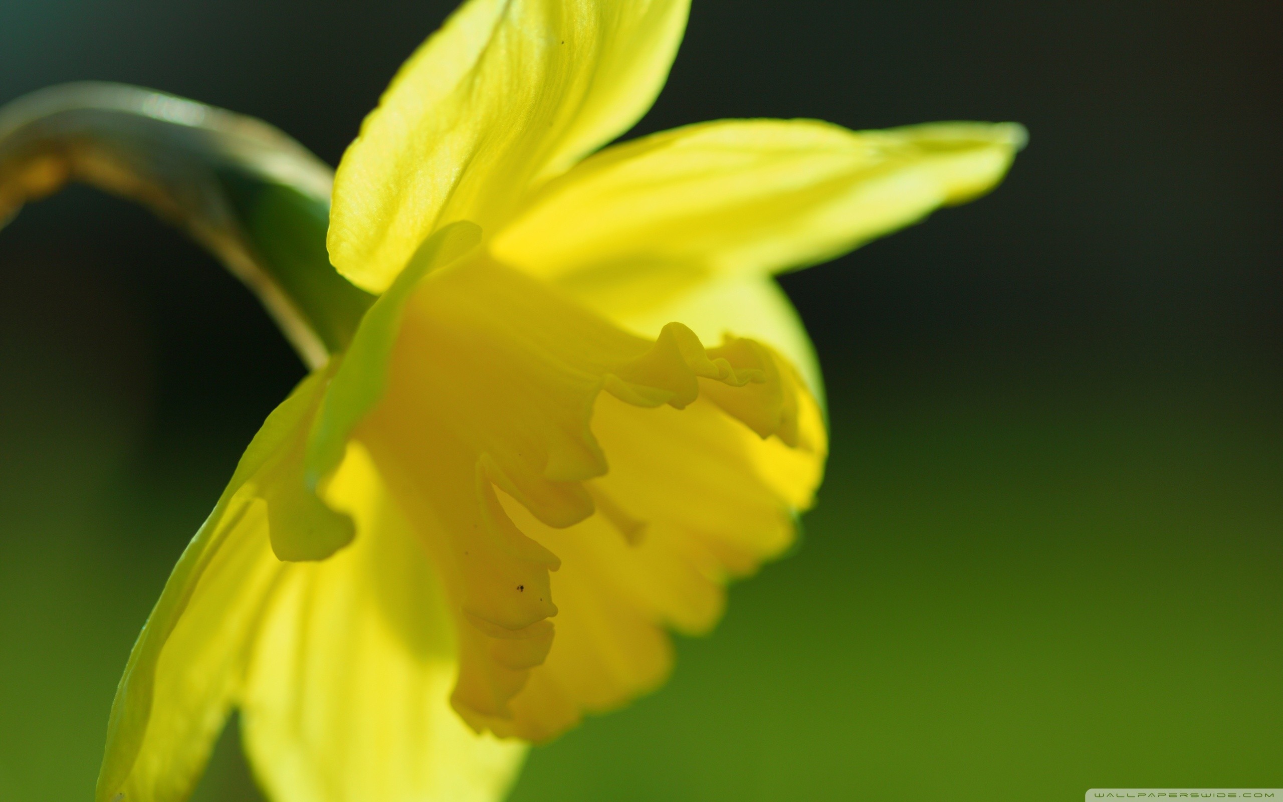 Spring Yellow Daffodil Nature Wallpaper