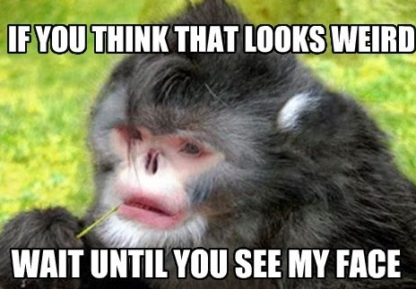 Funny Ugly Animal Face Wallpaper