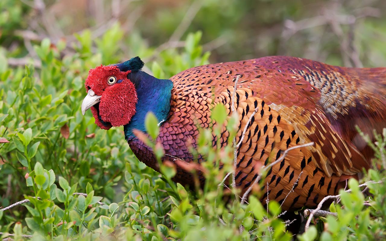 Colourful Pheasant In A Field Desktop Background